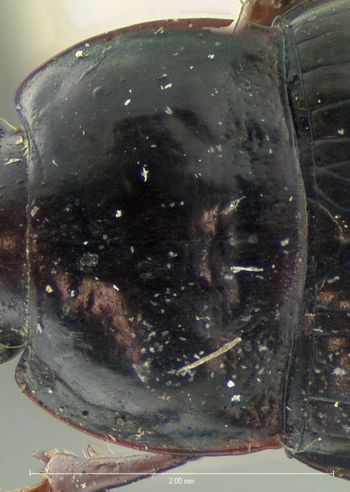 Media type: image;   Entomology 5688 Aspect: pronotum dorsal